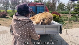 最新打豬犬出售，輕松探索自然美景之旅