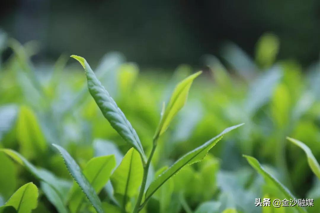 金沙縣茶園鄉(xiāng)最新動態(tài)及其區(qū)域影響，一種觀點解析