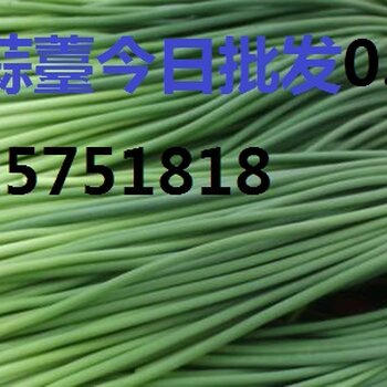 全國(guó)蒜苔價(jià)格最新動(dòng)態(tài)，綠色之旅探尋內(nèi)心平靜之路