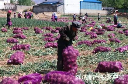 四川西昌洋蔥最新價格，科技引領(lǐng)食材時尚潮流