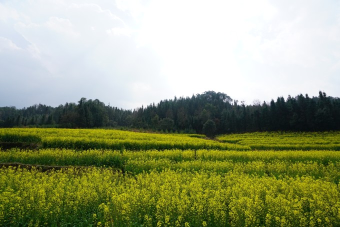 界頭油菜花盛開，自我成長的勵志之旅與變化之美探索