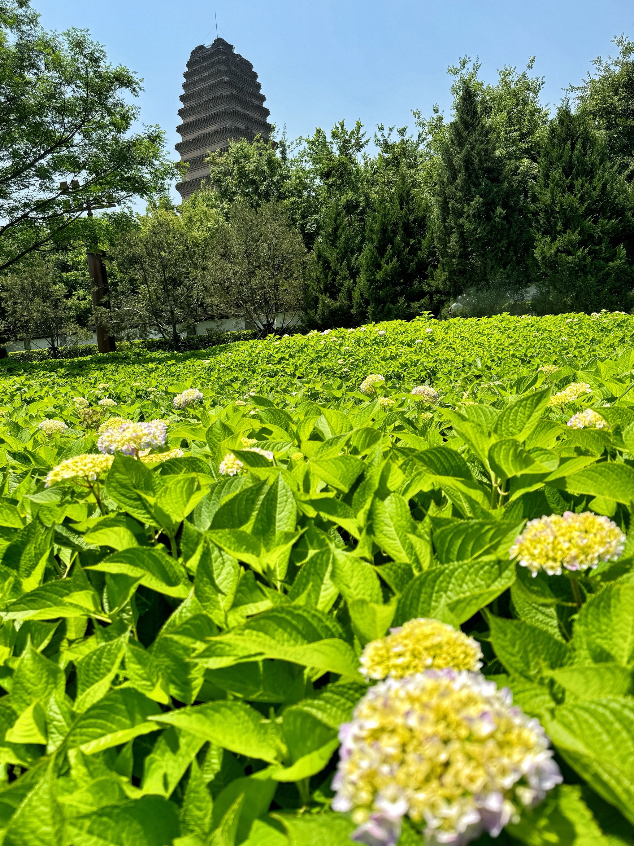 小雁塔繡球花綻放之美，學習與自信的力量的展現(xiàn)