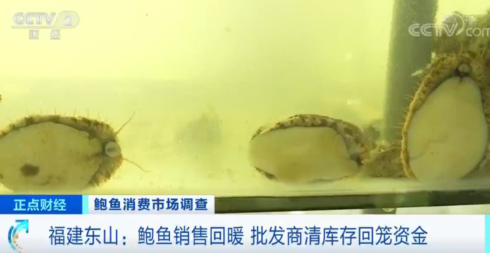 福建鮑魚行情探秘，小巷中的鮑魚奇緣